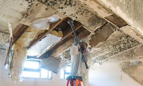 Best Mold Damage Restoration in La Plata, MO